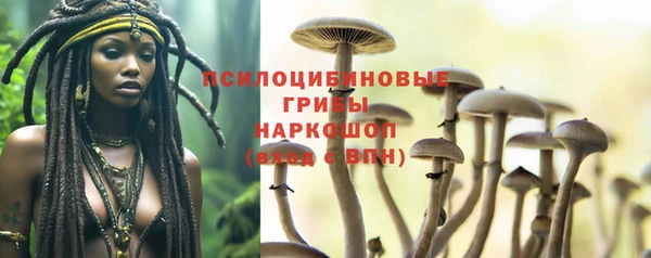 стаф Новокубанск